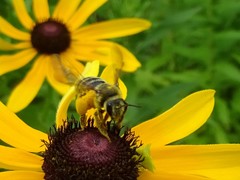 Andrena rudbeckiae