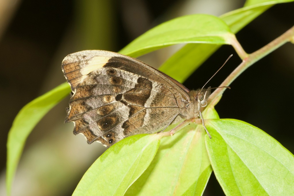Pronophila bernardi