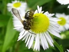 Paranthidium jugatorium