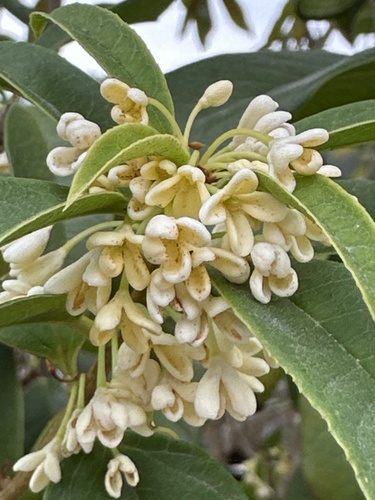 Sweet olive