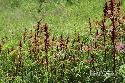 Amaranthus cruentus