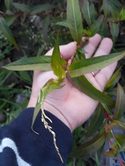 Persicaria