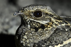 Square-Tailed Nightjar photo 2