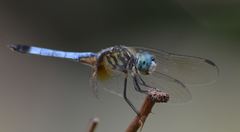 Pachydiplax longipennis