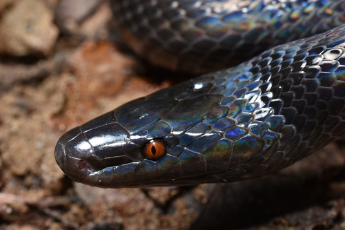 Photo of a Oxyrhopus emberti (Oxyrhopus emberti)