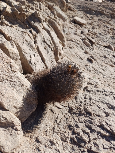 Copiapoa megarhiza (Copiapoa megarhiza)
