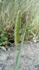 Setaria viridis