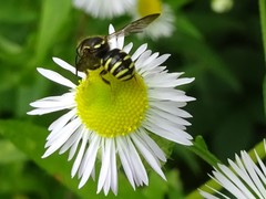 Paranthidium jugatorium