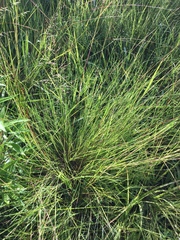 Schizachyrium tenerum