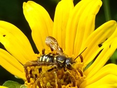 Paranthidium jugatorium