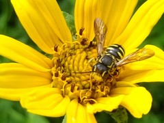 Paranthidium jugatorium