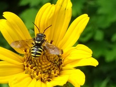 Paranthidium jugatorium