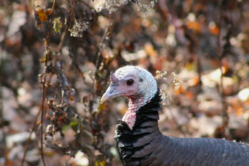 Wild Turkey photographed in Tennessee
