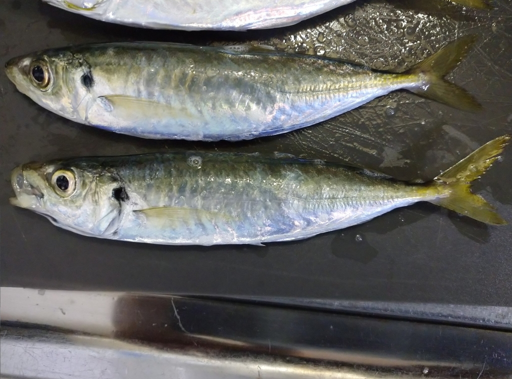 Deep-bodied round scad (Decapterus maruadsi) — Carangidae