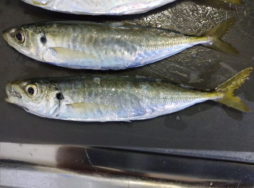 Deep-bodied round scad (Decapterus maruadsi) — Carangidae