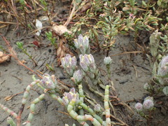 Chloropyron molle molle