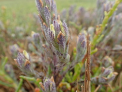 Chloropyron molle molle