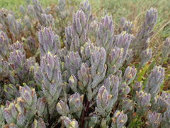 Chloropyron molle molle