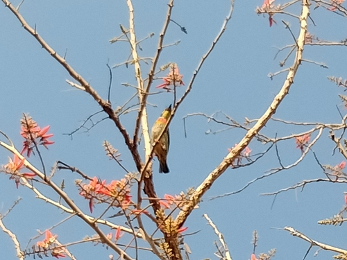 Coppersmith Barbet