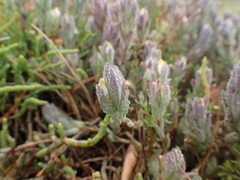 Chloropyron molle molle