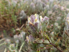 Chloropyron molle molle