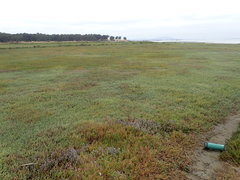 Chloropyron molle molle