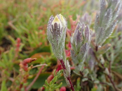 Chloropyron molle molle