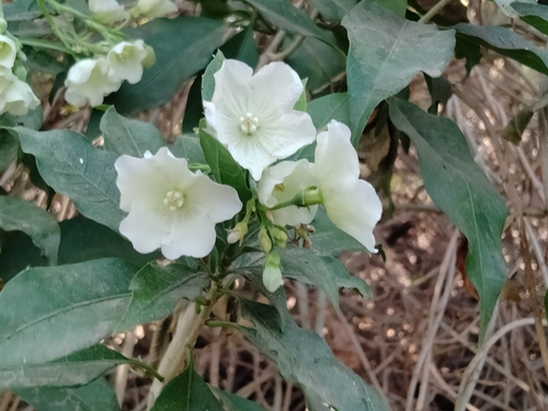 Vallaris solanacea