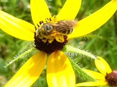 Andrena rudbeckiae