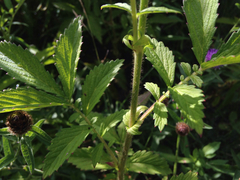 Agrimonia striata