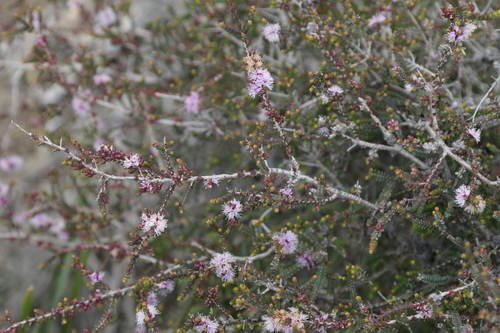 Image of Melaleuca gibbosa by no rights reserved