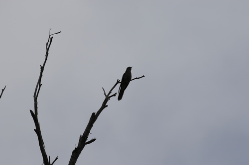 Pallid Cuckoo (Heteroscenes pallidus), photo 10