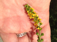 Agrimonia striata