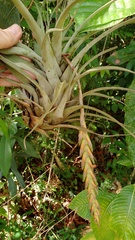 Tillandsia incurva