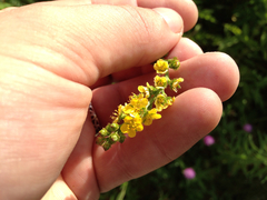 Agrimonia striata