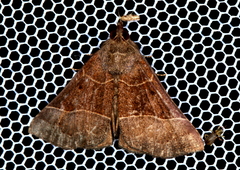 Hypena deceptalis