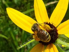 Andrena rudbeckiae