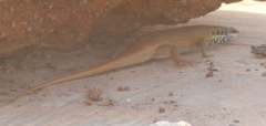 Trachylepis quinquetaeniata