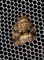 Protodeltote muscosula