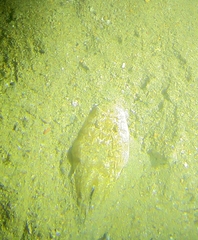 Uranoscopus scaber