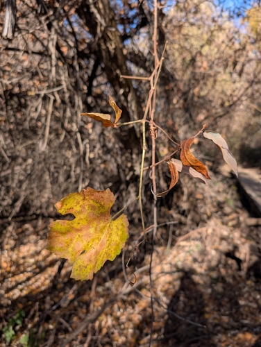 Image of Vitis californica by (c) John A Haskins, some rights reserved (CC BY)