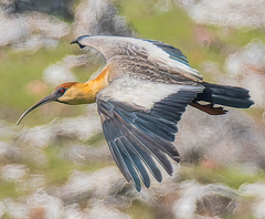 Buff-Necked Ibis photo 6