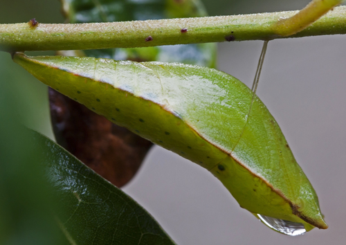 Palamedes Swallowtail