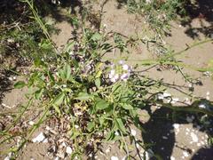 Cakile maritima maritima