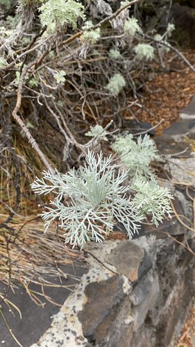 Artemisia mauiensis, photograph 2