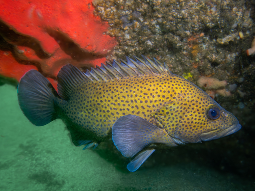 Boot (Acanthistius ocellatus) — Serranidae — 5