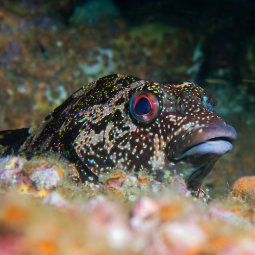 Eastern kelpfish (Chironemus marmoratus) — Chironemidae — 5