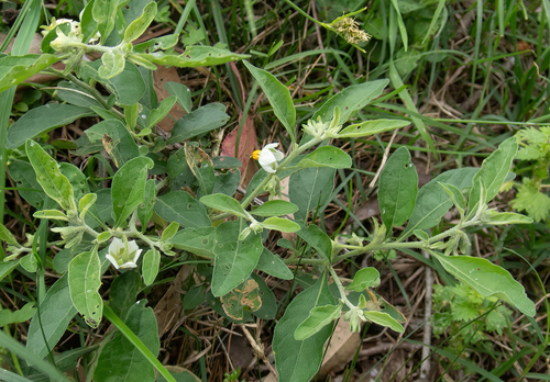 Solanum pseudocapsicum