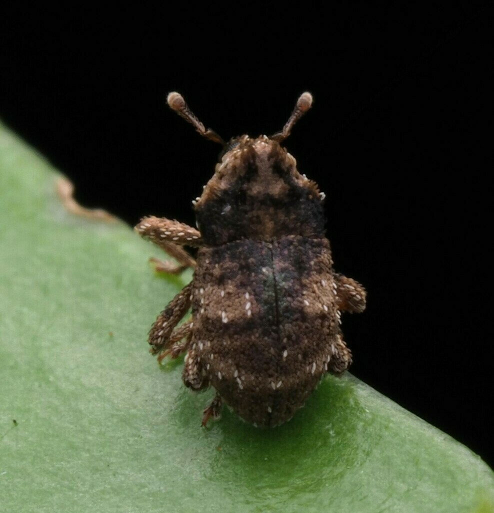 Sympedius lepidus