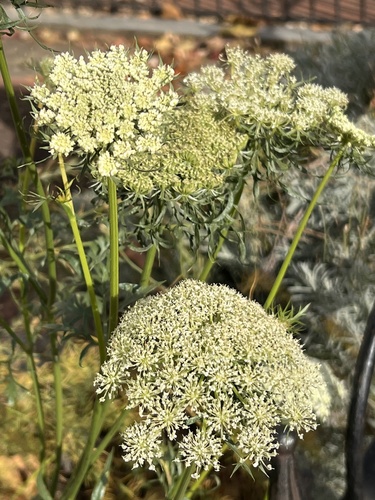 Queen Anne's Lace